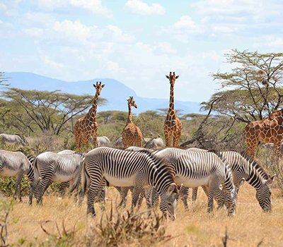 6 Days Wildlife Safari & Zanzibar