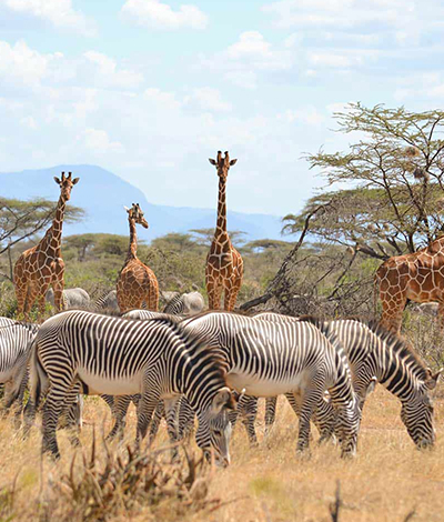 6 Days | 5 Nights Tanzania Adventure Safari Combined Zanzibar