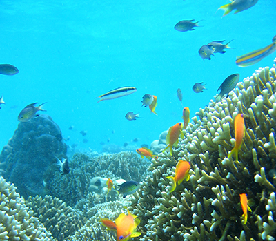 Chumbe Island Coral Tour