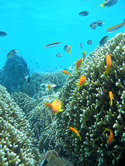 Chumbe Island Coral Tour