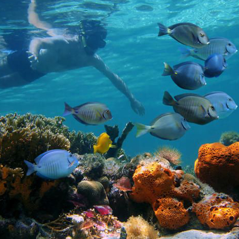 Chumbe Island Coral Tour