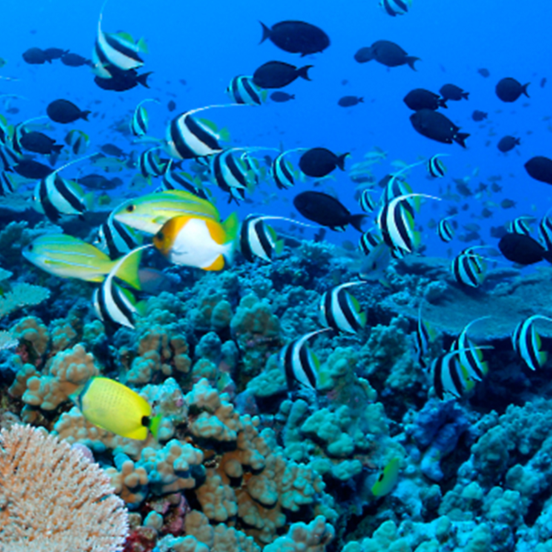 Chumbe Island Coral Tour