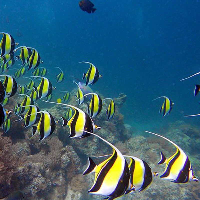 Snorkeling at Mnemba Atoll