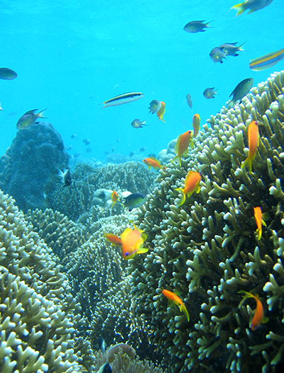 Chumbe Island Coral Tour